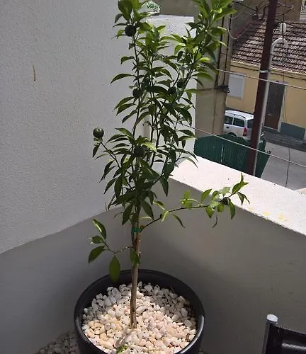 Casa Do Viso * Setúbal